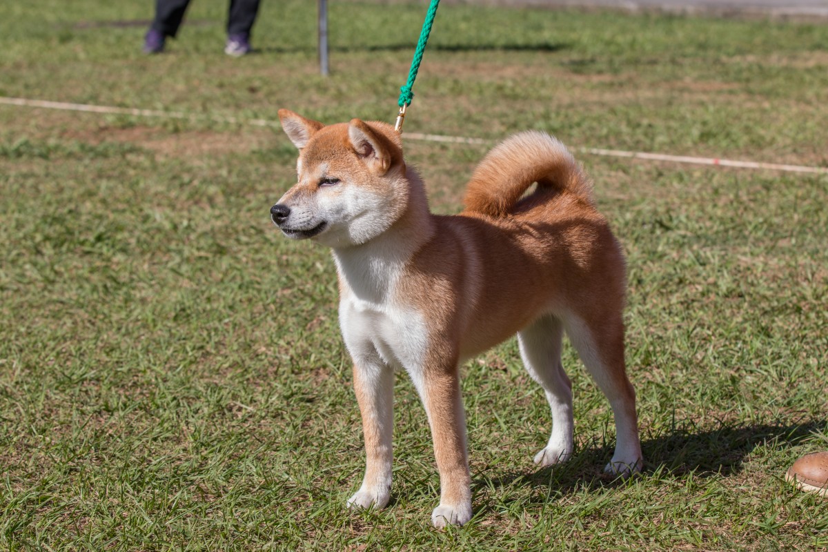 信之鳳天姬