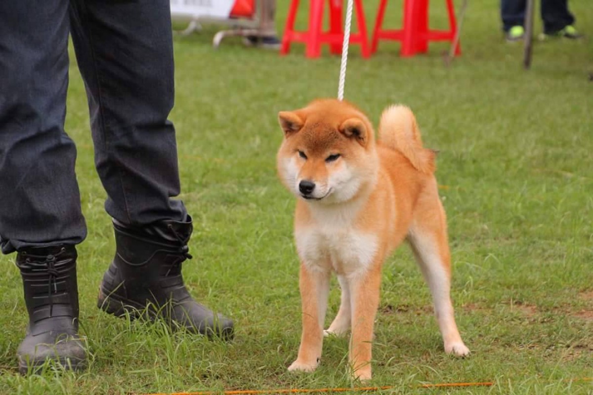 高德の弥