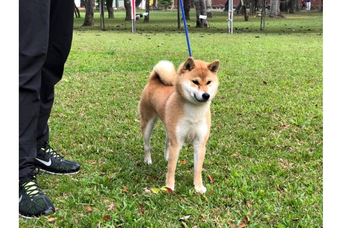 信之天鳳姬號