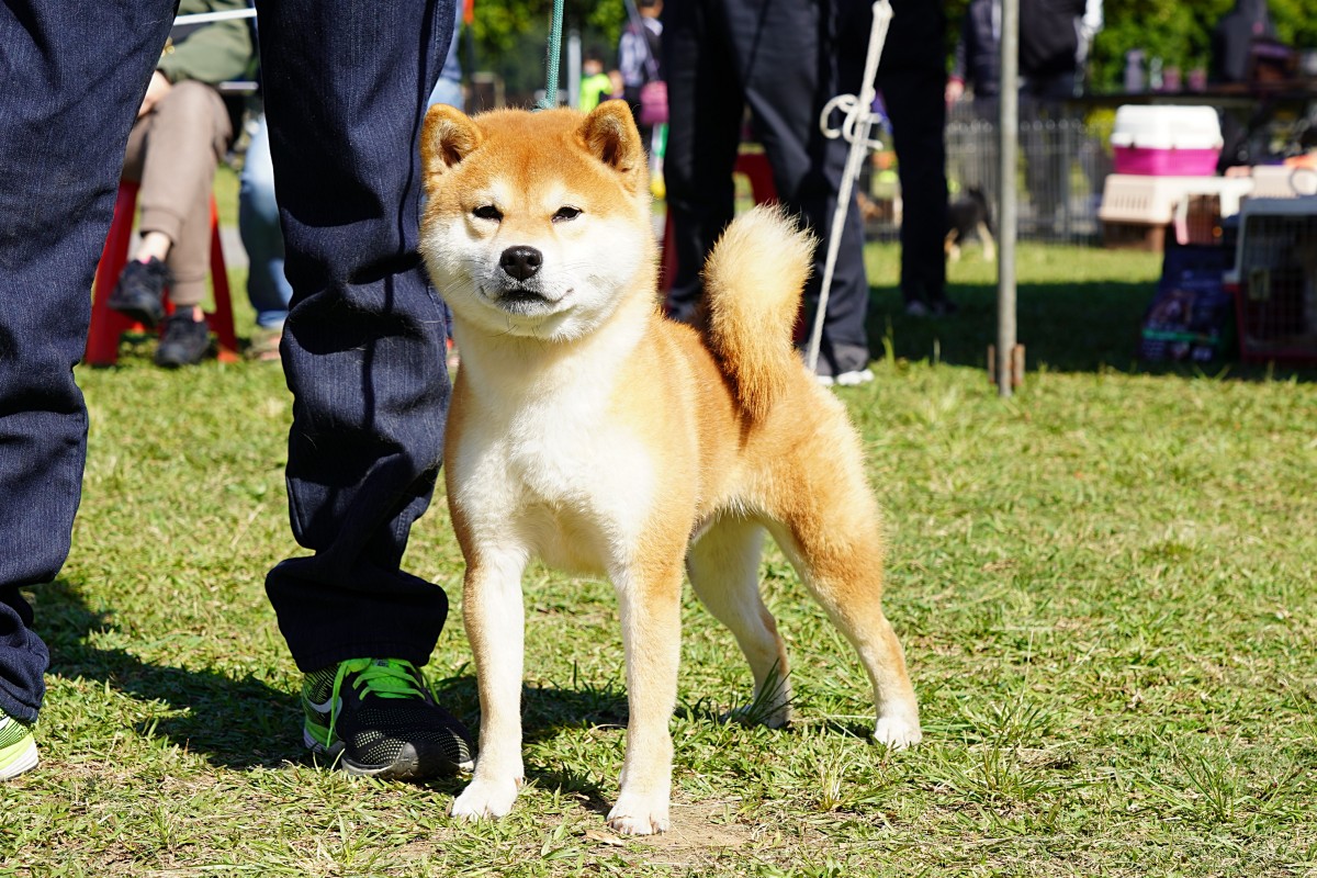 員柴田中號