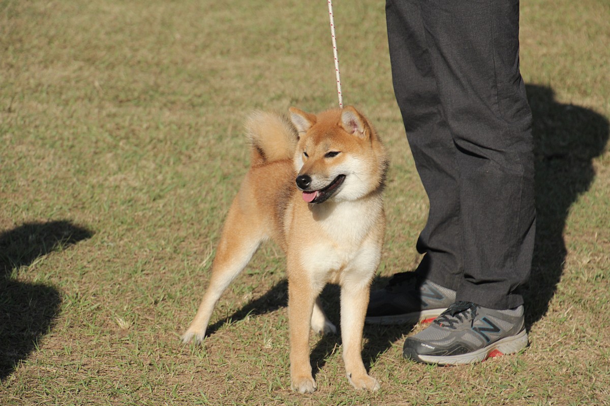 高美雅香号