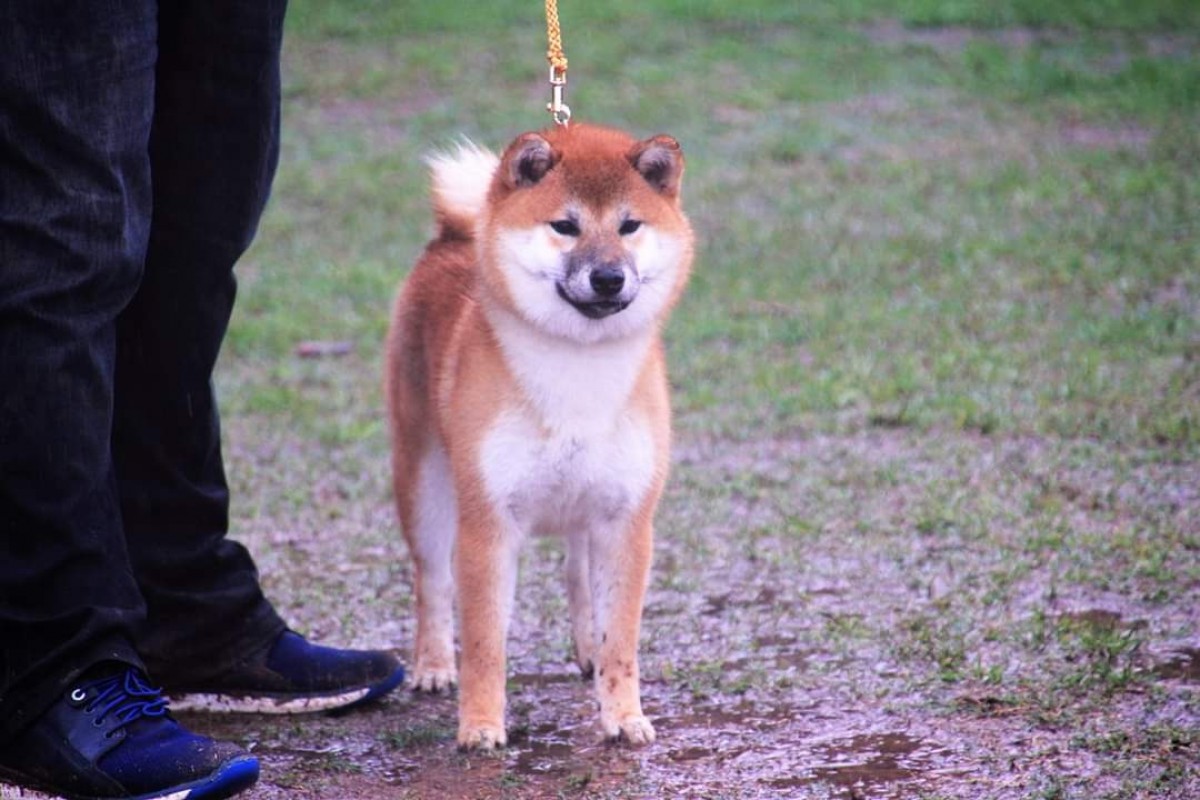 千代の紅香号