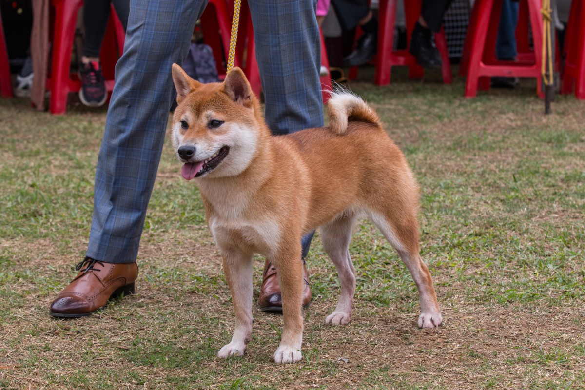 萌の敦美