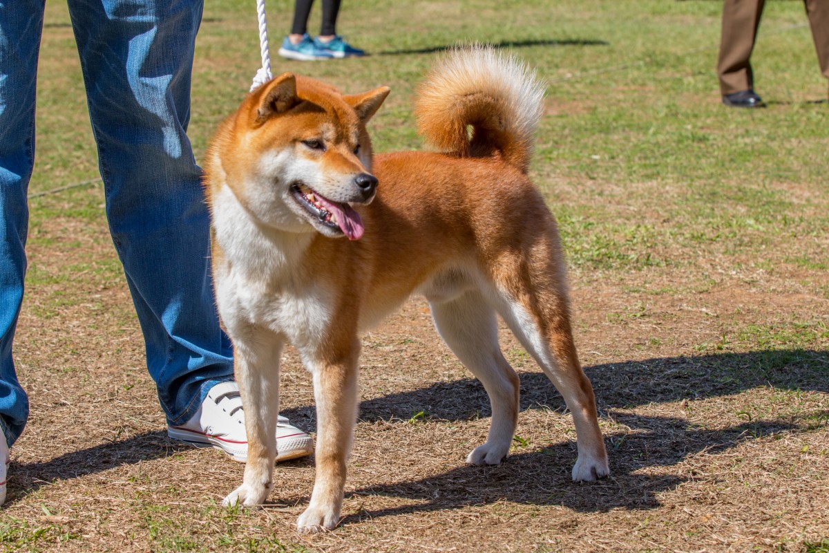 一鉄竜号