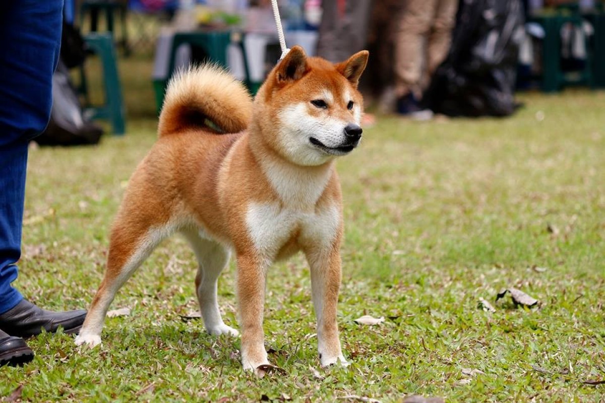台灣高明莊