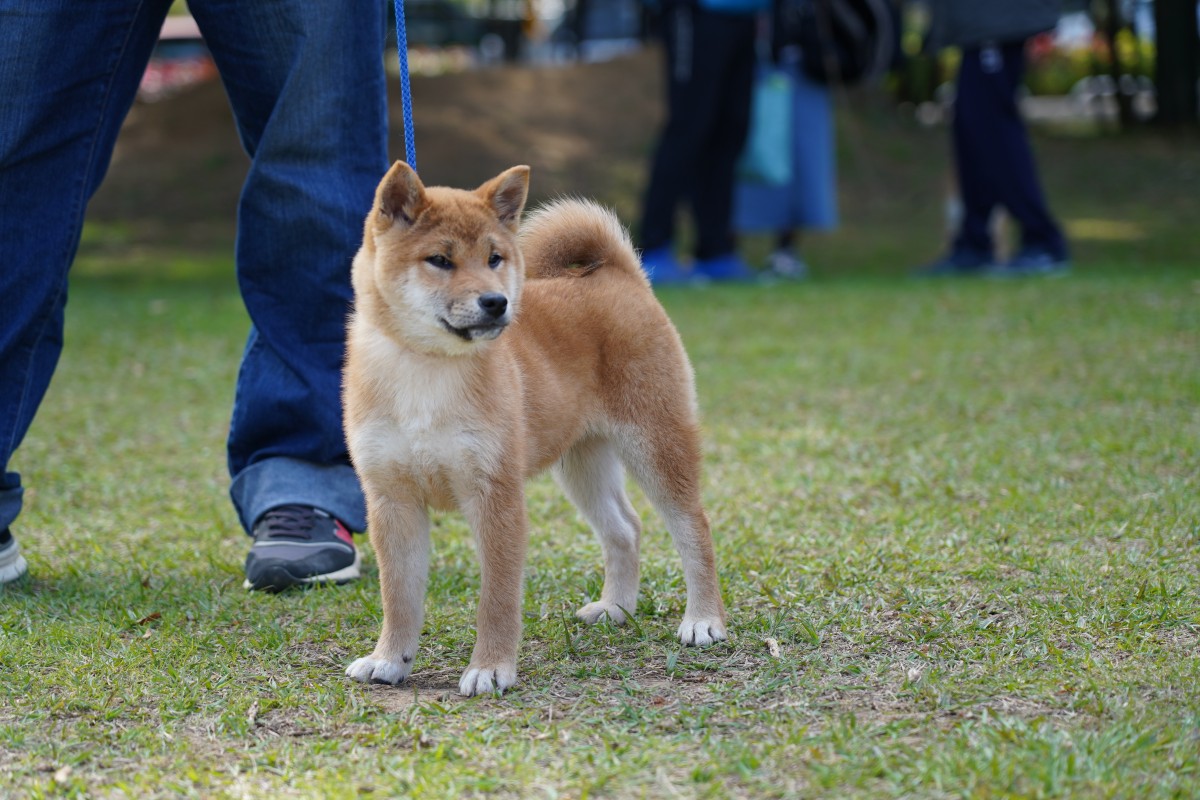 葵の紅貴號