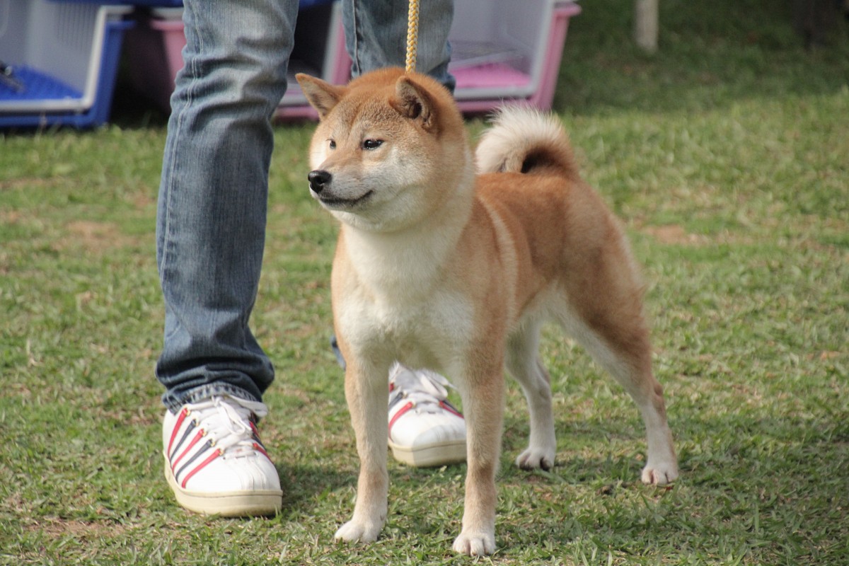 里奈姬号