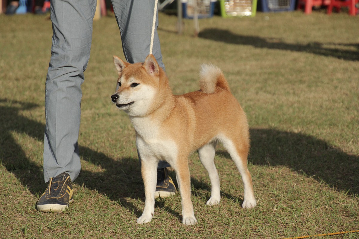 萌の敦美