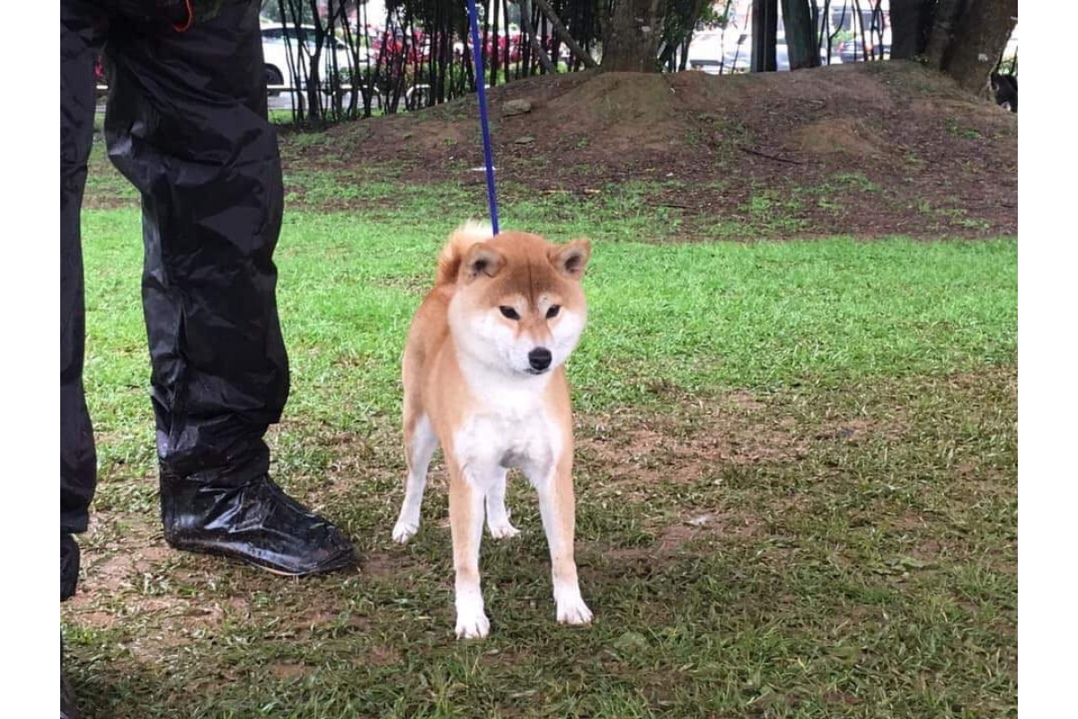 绘里香号