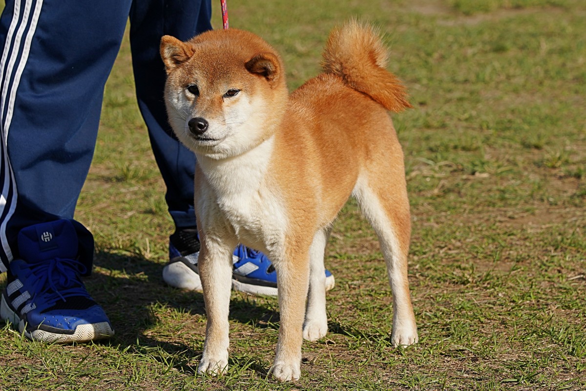 承天の小玲號