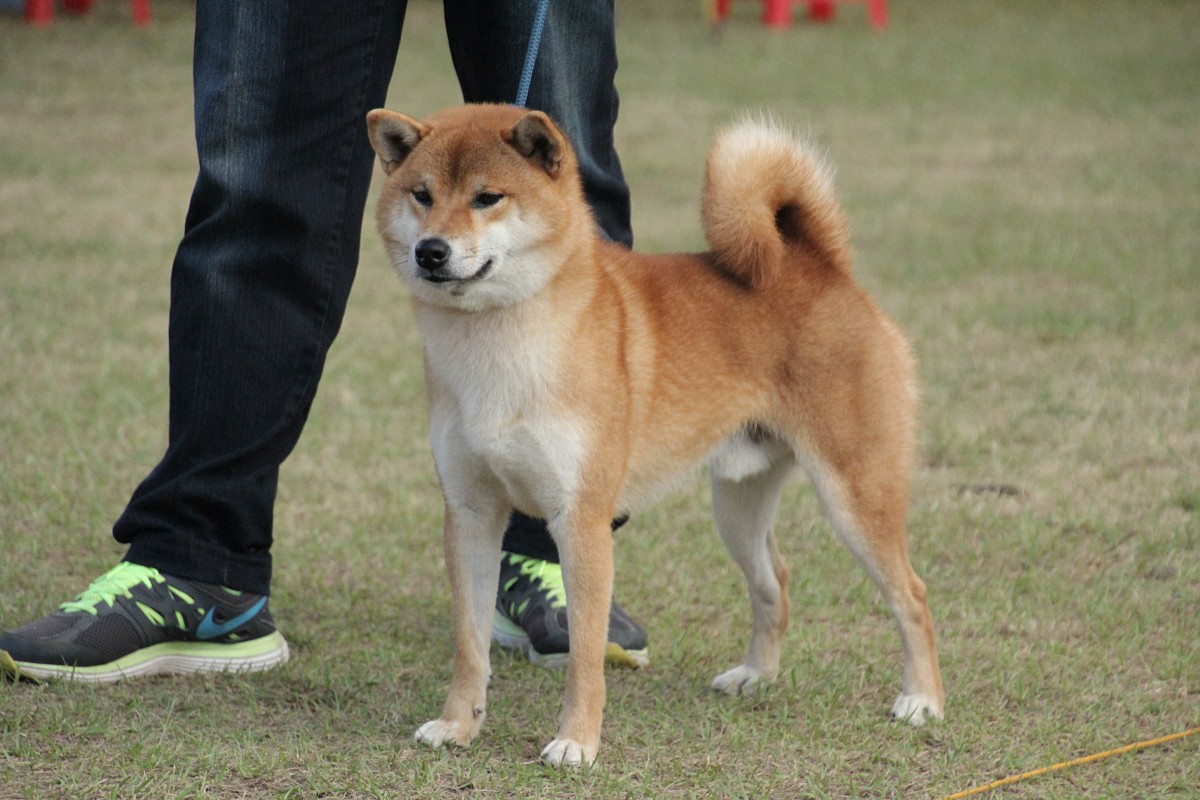 翔登峰號