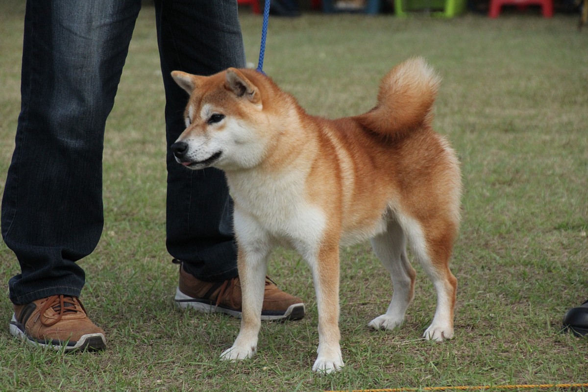 總紅園號