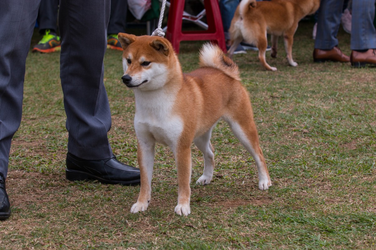 千代の美羽号