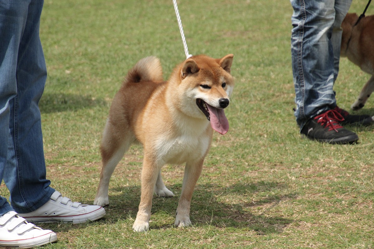 高德の弥