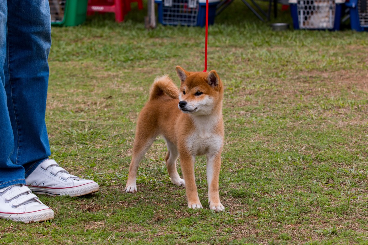 翔照女號