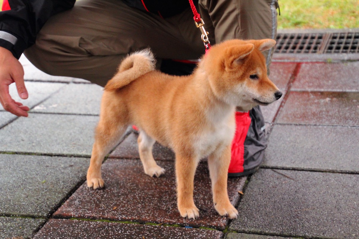 信之香月女號